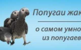 Сколько живут попугаи?