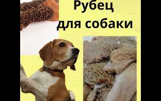 Можно ли давать собакам говяжий рубец и в каком виде это лучше делать для здоровья?