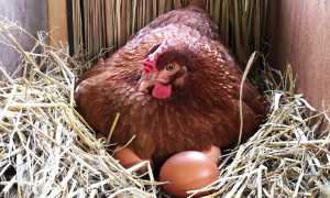 Какие куры самые яйценоские