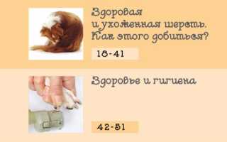 Правила ухода за щенком и взрослой собакой в домашних условиях для владельцев