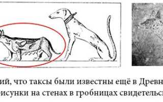 Такса любимый домашний питомец