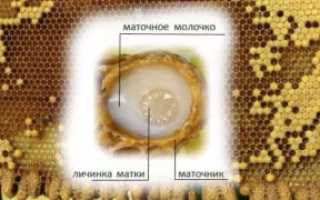 Пчелиное маточное молочко