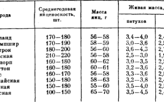 Сколько курица несет яиц в день, и как повысить показатели
