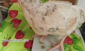 Пушкинская курица