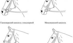 Капсуль для лошади