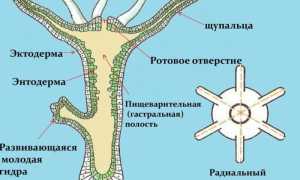 Пресноводная гидра