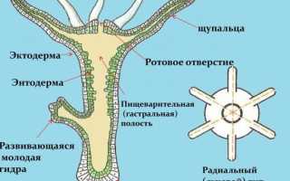 Пресноводная гидра