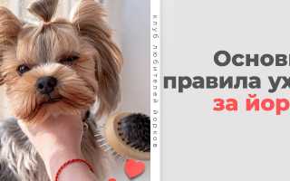 Секреты по уходу за йоркширским терьером в условиях квартиры для начинающих владельцев