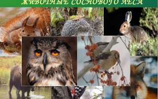 Какие животные живут в хвойных лесах