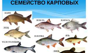 Карп и его виды