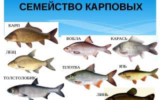 Карп и его виды