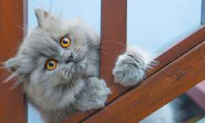Сколько живут персидские кошки