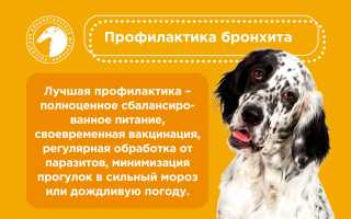 Что такое бронхит, и как лечится это заболевание у собак? Полезные советы для владельцев