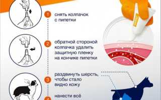 Как правильно использовать капли Адвокат для собак? Полезные советы и рекомендации.