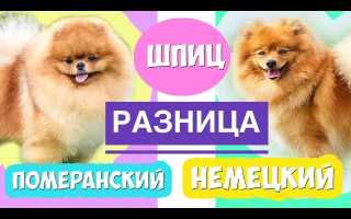 Чем померанский шпиц отличается от немецкого? Все отличия на фото и в описании