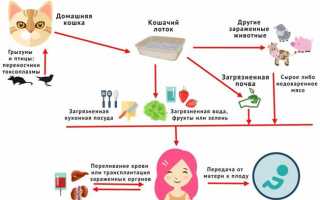 Пути заражения токсоплазмозом у собак, а также методы его лечения и профилактики