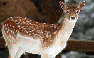 Виды оленей