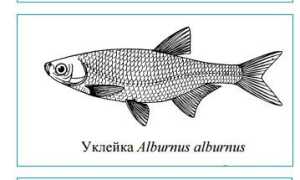 Рыба верхоплавка