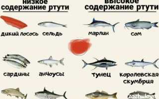 Можно ли добавлять рыбу в рацион собак и какая рыба самая полезная для здоровья?