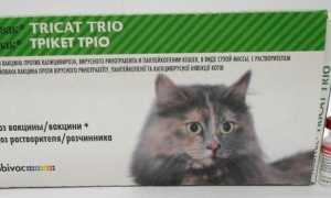 Нобивак для кошек