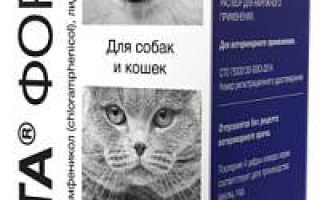 Возбудитель саркоптоза у собак, а также методы лечения болезни и профилактики