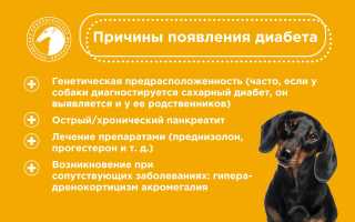 По каким причинам собака может заболеть сахарным диабетом и каким образом ее лечить? Полезные советы