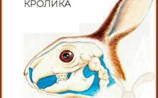 Зубы кролика