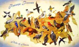 Птицы России