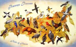 Птицы России