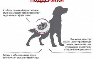 Правила выбора корма для собак с почечной недостаточностью: советы и рекомендации