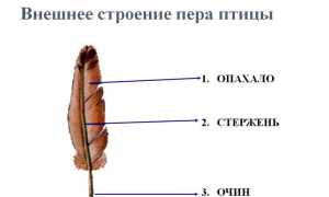Перо птицы