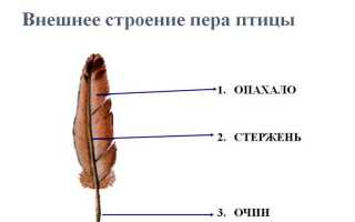 Перо птицы