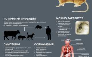 Симптомы лептоспироза у собак, а также методы его лечения и профилактики