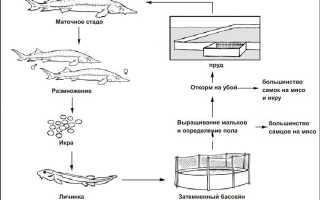 Сибирский осетр