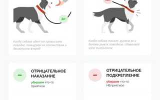 Необходимые упражнения и команды для приучения собаки к ошейнику и поводку в домашних условиях