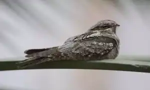 Козодой