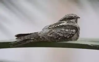Козодой