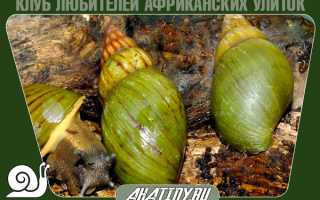 Сон улитки, спячка