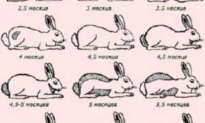 Почему сильно линяет кролик
