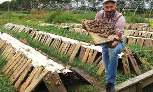 Разведение виноградных улиток