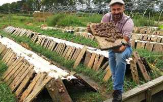 Разведение виноградных улиток