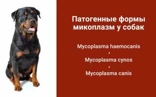 Что такое микоплазмоз, пути заражения собак этой болезнью и её последствия