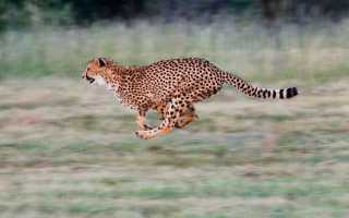 Гепард