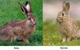 Породы кроликов