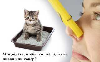 Как отучить гадить кота и кошку в неположенном месте