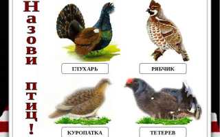 Чем отличается глухарь от тетерева