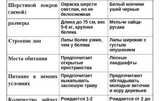 Заяц русак и заяц беляк: различия и сходство