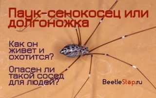 Паук с длинными тонкими ножками