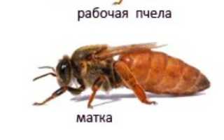 Пчелиная матка — королева улья