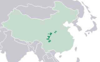 Панда